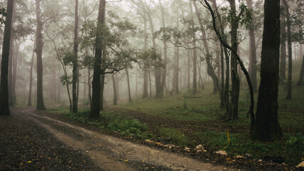Fototapeta premium Foggy forest in Fatumnasi, on January 21, 2022. Fatumnasi is a natural resource conservation area located in the South Central Timor district, East Nusa Tenggara Province, Indonesia.