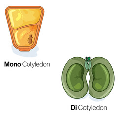 Monocotyledon and Dicotyledon Comparison, Detailed Vector Illustration of Plant Seed Anatomy on White Background.