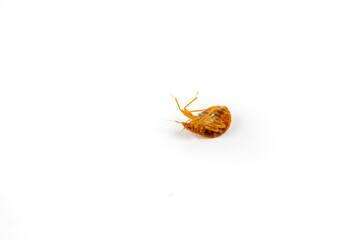 Dead bed bug killed with chemicals. Angled view upside down isolated on a white surface