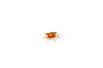 Brown adult bed bug scuttling closer, isolated on a white surface