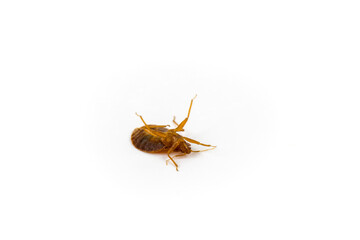 Bed bug upside down flailing its legs isolated on white surface