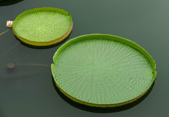 Lily Pad