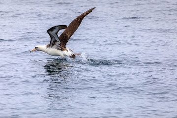 【北海道】羅臼沖のアホウドリ