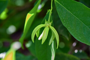 Close-up Climbing Ylang-Ylang flower blooming on tree branch	