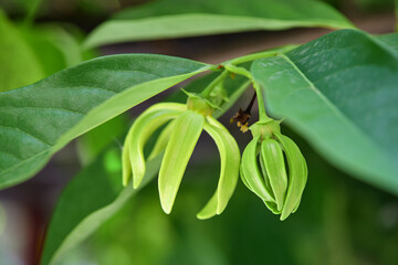 Close-up Climbing Ylang-Ylang flower blooming on tree branch	