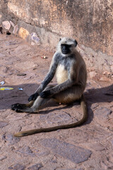 The Langur Monkey at Ranthambore Fort in Rajasthan