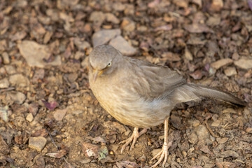 The Jungle Babbler AT Ranthambore National Park