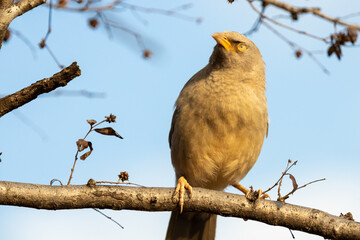 The Jungle Babbler AT Ranthambore National Park