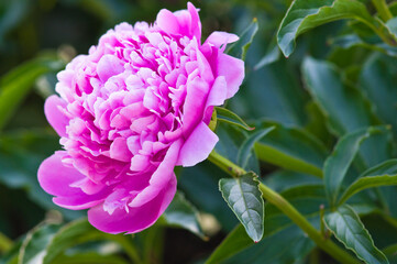 Obraz premium The name of this peony is Sarah Bernhardt. Scientific name is Paeonia lactiflora.