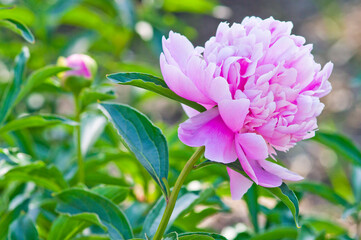 The name of this peony is Sarah Bernhardt.
Scientific name is Paeonia lactiflora.