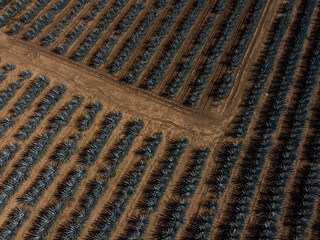 toma aerea de campos de agave para hacer tequila, bebida alcoholica