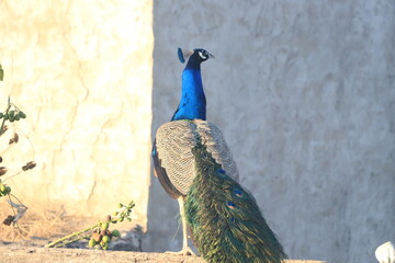 beautiful peacock sitting on wall.
