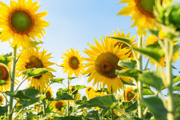 The sunflower garden is blooming beautifully in the evening.