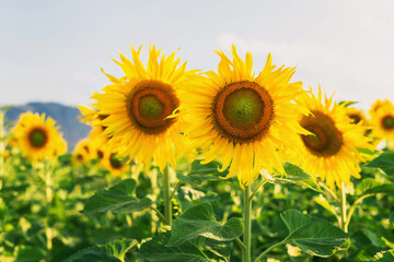 The sunflower garden is blooming beautifully in the evening.