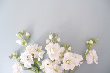 White flowers on pale green background. Spring concept floral background.