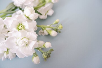 Fototapeta na wymiar White flowers on pale green background. Spring concept floral background. 