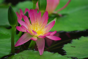睡蓮の花～日本の風景