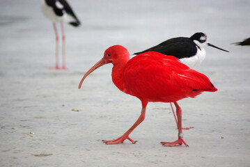 睡蓮の花～日本の風景