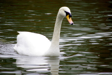睡蓮の花～日本の風景