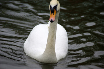 Obraz premium 睡蓮の花～日本の風景