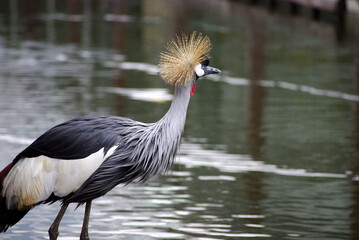 睡蓮の花～日本の風景