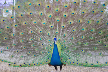 睡蓮の花～日本の風景