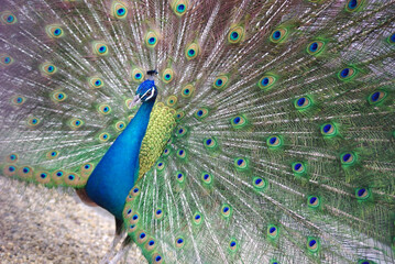 Obraz premium 睡蓮の花～日本の風景