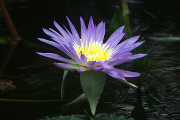 睡蓮の花～日本の風景
