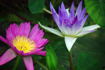 睡蓮の花～日本の風景