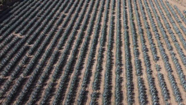 toma aerea de campos de agave para hacer tequila, bebida alcoholica