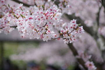 桜祭りにて～日本の風景