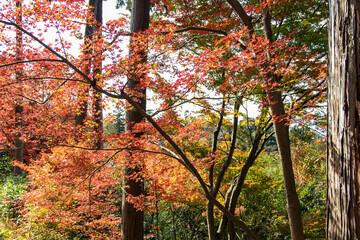 日本の紅葉