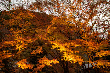 夕暮れの薄暗い中に浮かび上がる紅葉
