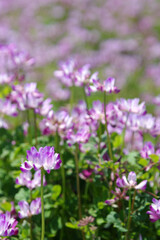 れんげ祭りとこども～日本の風景