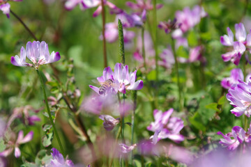 れんげ祭りとこども～日本の風景