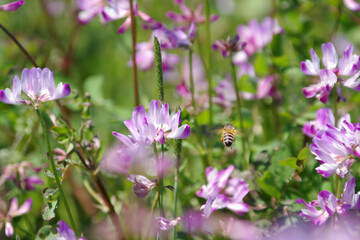 れんげ祭りとこども～日本の風景