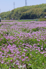 Fototapeta premium れんげ祭りとこども～日本の風景