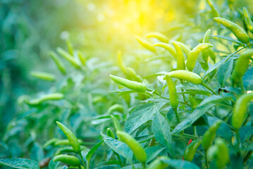 Chilli peppers or green chilies in farm