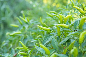Chilli peppers or green chilies in farm