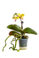 Bush dwarf phalaenopsis orchid in a pot on a white background