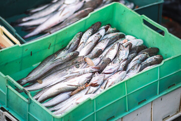 Freshly just caught cod or cods in plastic crates on a fishing wooden boat ready to be sold at the...