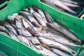 Freshly just caught cod or cods in plastic crates on a fishing wooden boat ready to be sold at the...