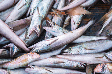 Obraz premium Various freshly just caught fish on a fishing wooden boat ready to be sold in a fish market. Shrimps, sea bass, cod, mullet or goatfishes. Close up