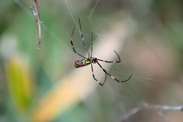 雌のジョロウグモ