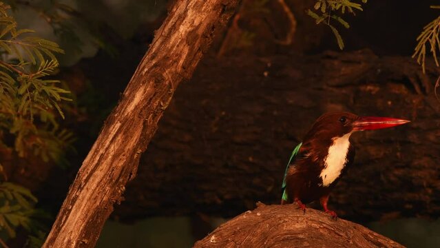 White throated or breasted kingfisher bird closeup shot in golden hour light leaving perch with full wingspan at keoladeo national park bharatpur bird sanctuary rajasthan india - halcyon smyrnensis
