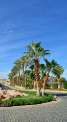 Fototapeta na wymiar Alley of palm trees along the road against a blue sky.