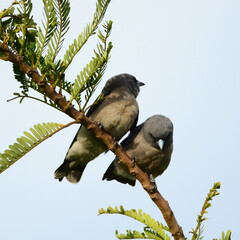 Couple Bird (Ashy Woodswallow)