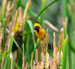 Asian Golden Weaver (Male) in nature
