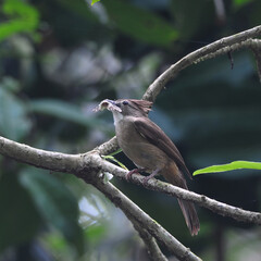 Birds eat insects (Ochraceous Bulbul) on a branch, in thailand