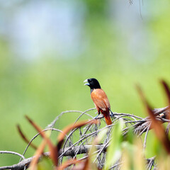 Chestnut Munia in thailand